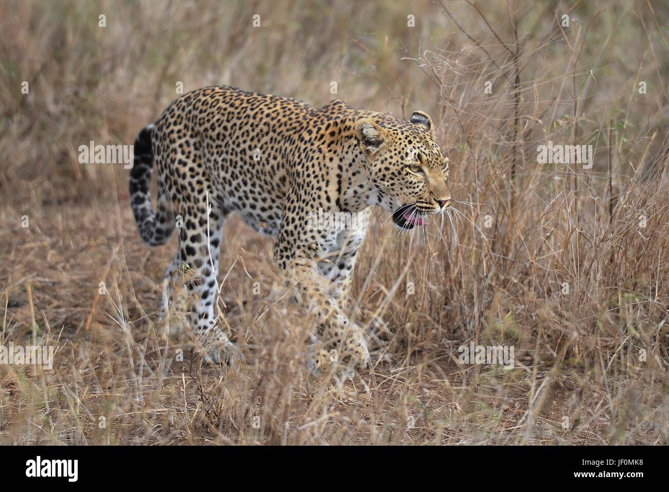 Un leopardo paseos las llanuras del Parque Nacional del Serengeti en busca de presas. Foto de stock