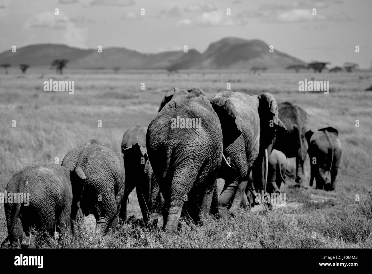 Los elefantes pastando en el Parque Nacional del Serengeti. Foto de stock