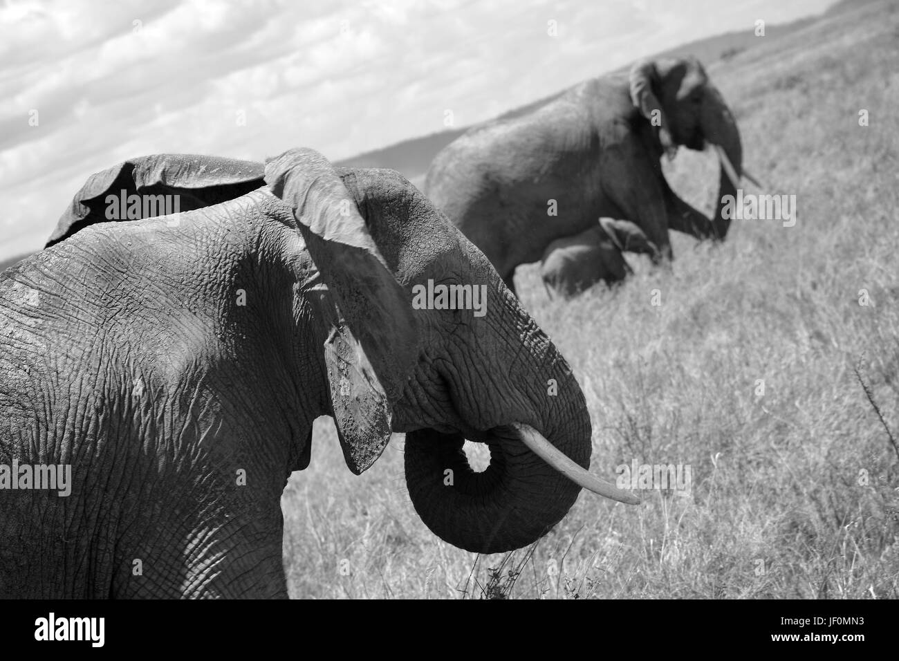 Los elefantes pastando en el Parque Nacional del Serengeti. Foto de stock