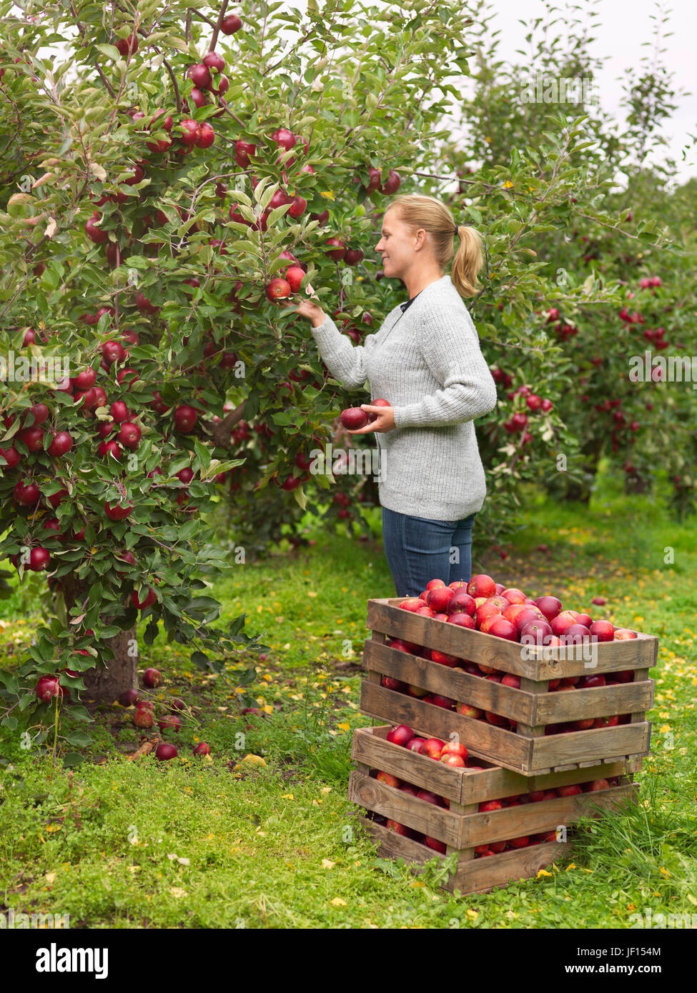 Recogiendo manzanas fotografías e imágenes de alta resolución - Alamy