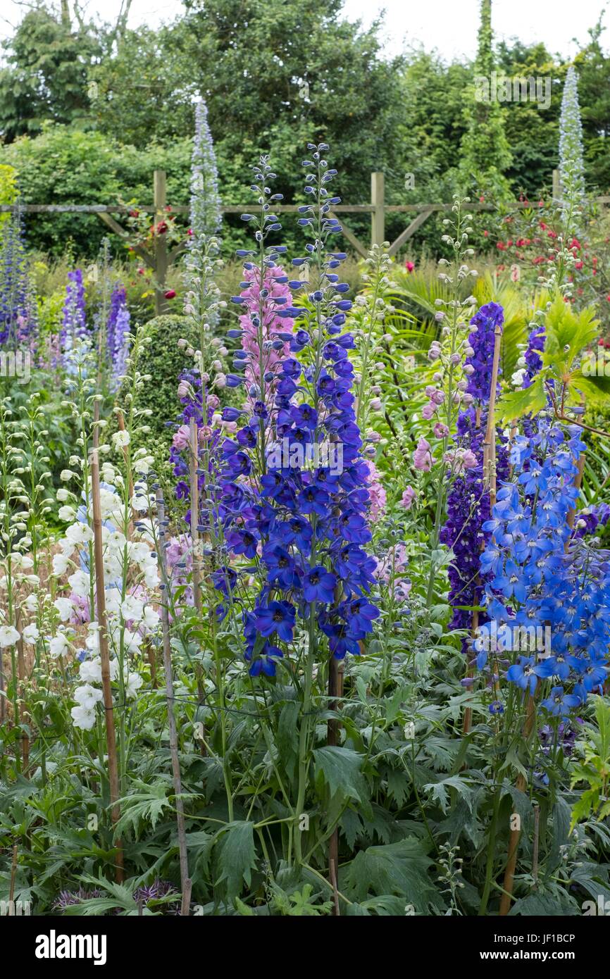 Cama de Delphiniums Pacífico "híbridos", denuncio. Foto de stock