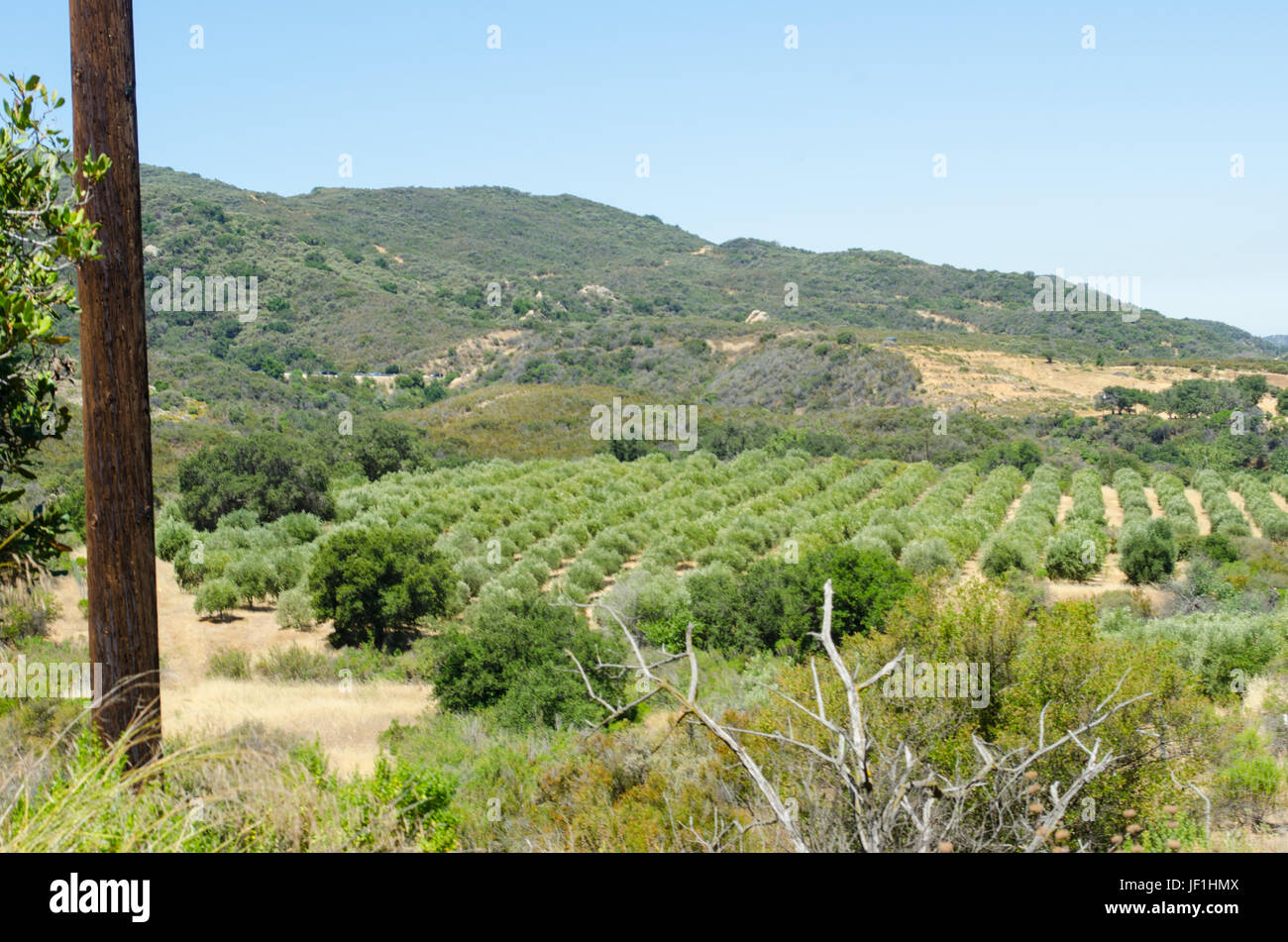 Olivar, Santa Ynez Valley, California. Foto de stock