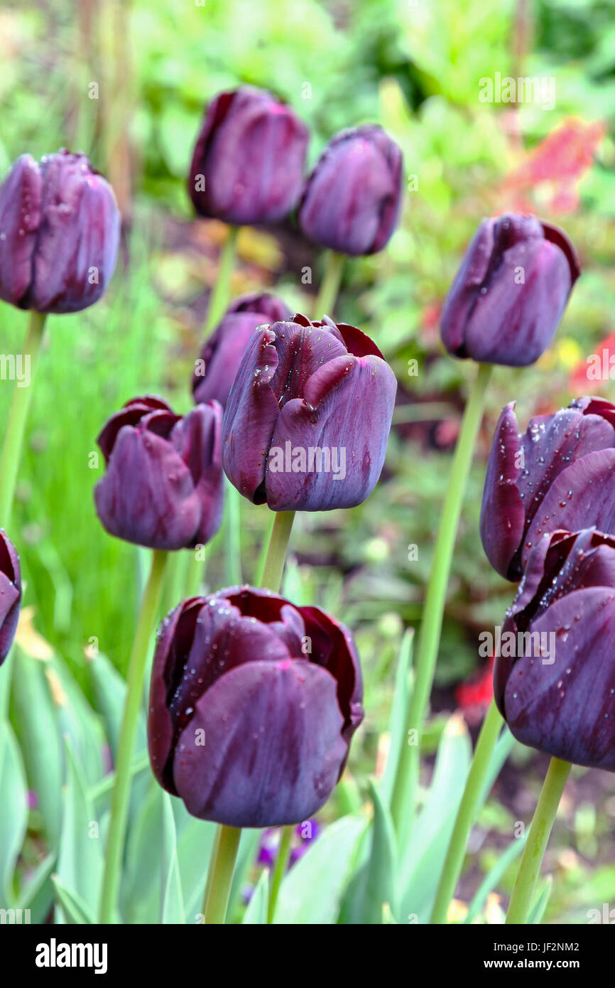 Las flores negras de Tulipa 'Reina de la noche' Los Tulipanes Fotografía de  stock - Alamy