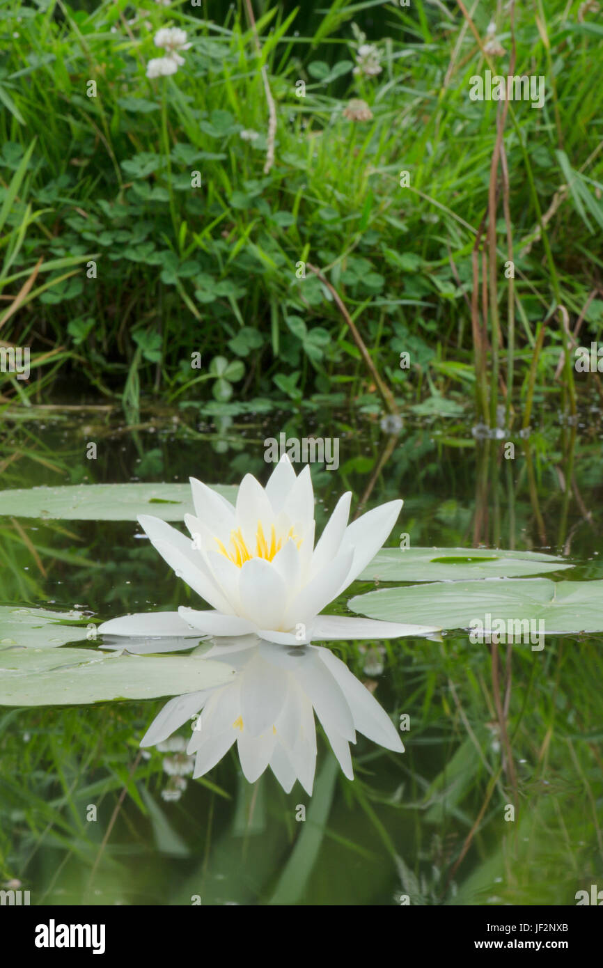 Blanco lirio de agua, Nymphaea alba, británicos de flores silvestres en el  jardín, estanque de vida silvestre. Sussex, Reino Unido. De junio  Fotografía de stock - Alamy