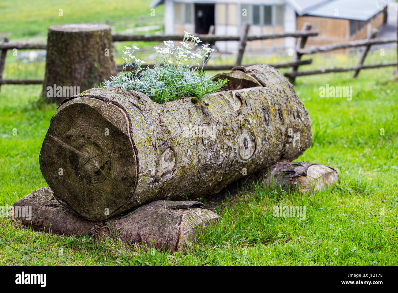 Trunk flower pot fotografías e imágenes de alta resolución - Alamy