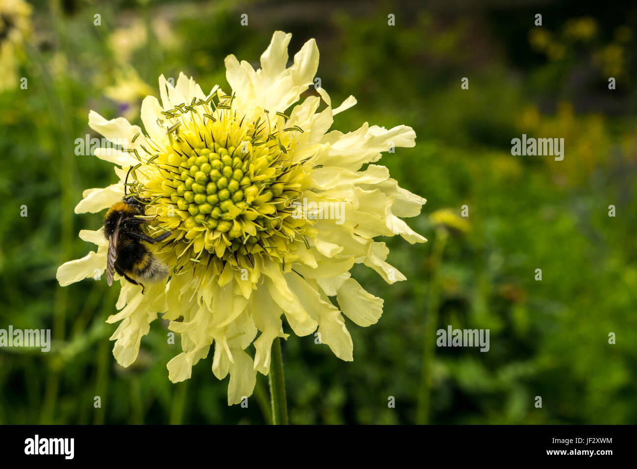 Gigante scabious, Cephalaria gigantea, flor con abeja, Bombus sylvestris, Escocia, Reino Unido Foto de stock