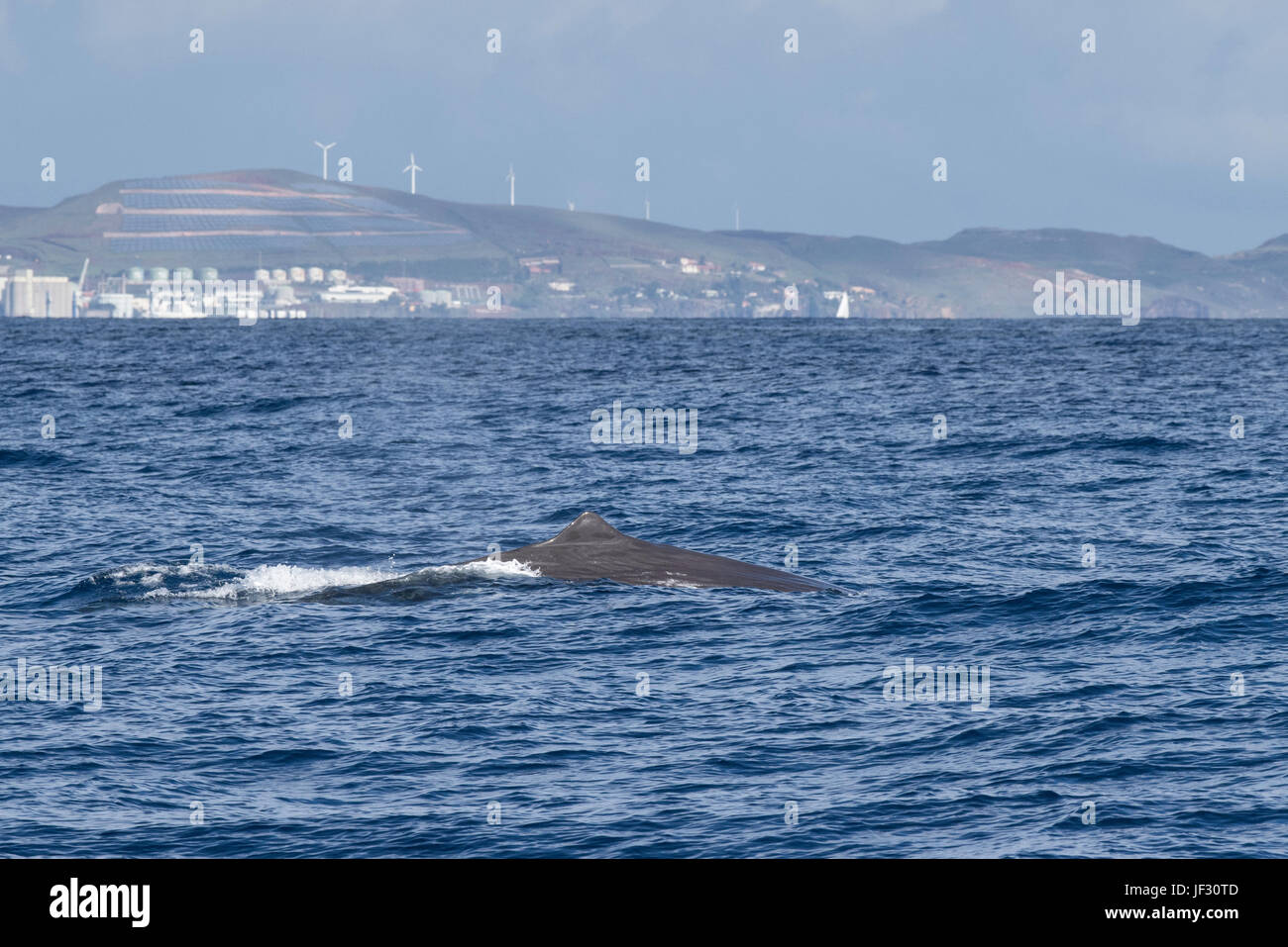 Hembra, cachalote Physeter macrocephalus, o cachalot,aflora con dorsal, mostrando en la parte delantera de Funchal, Madeira, Océano Atlántico Norte Foto de stock