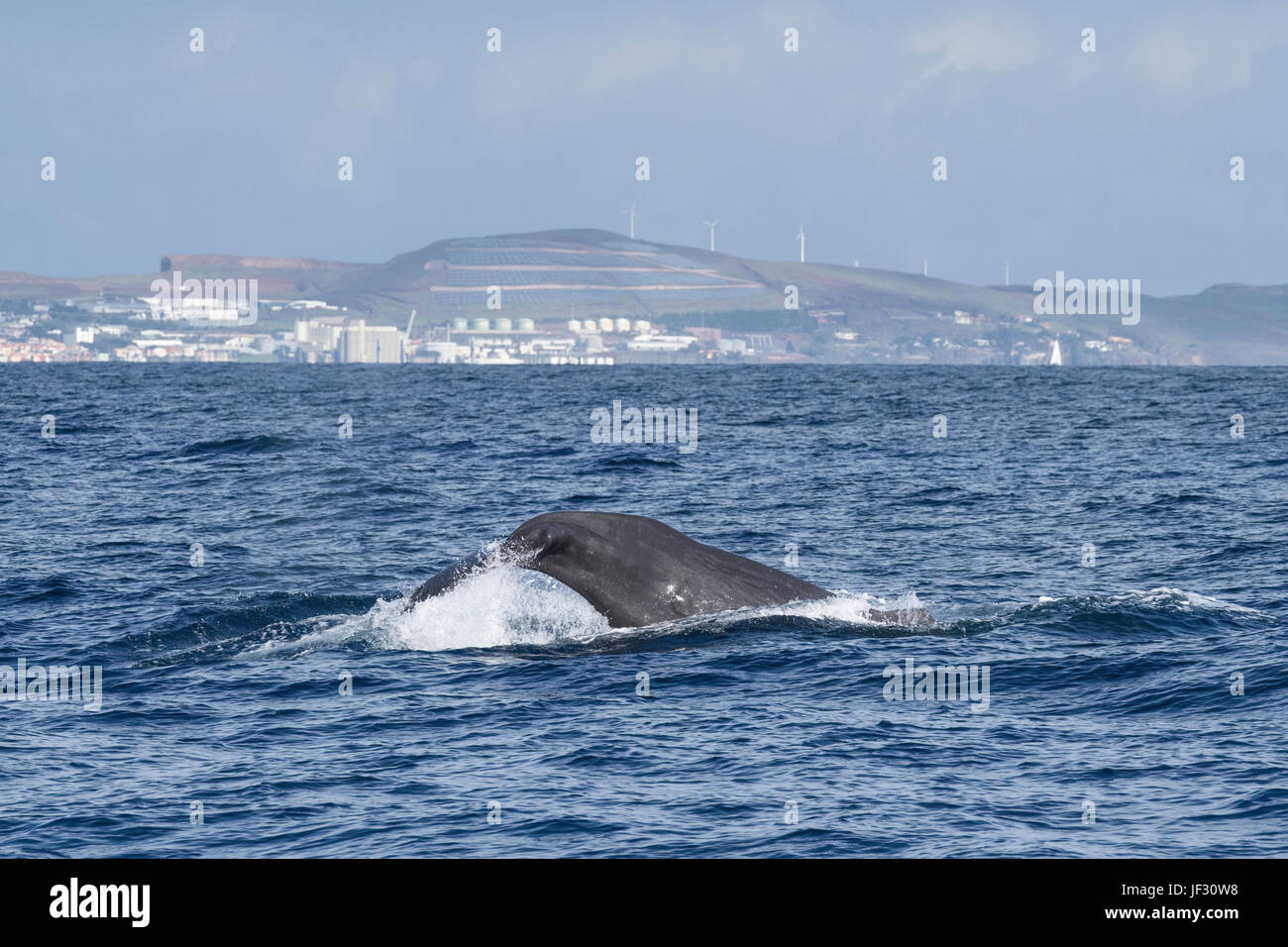 Hembra, cachalote Physeter macrocephalus, o cachalot, fluking delante de Funchal, Madeira, Océano Atlántico Norte Foto de stock