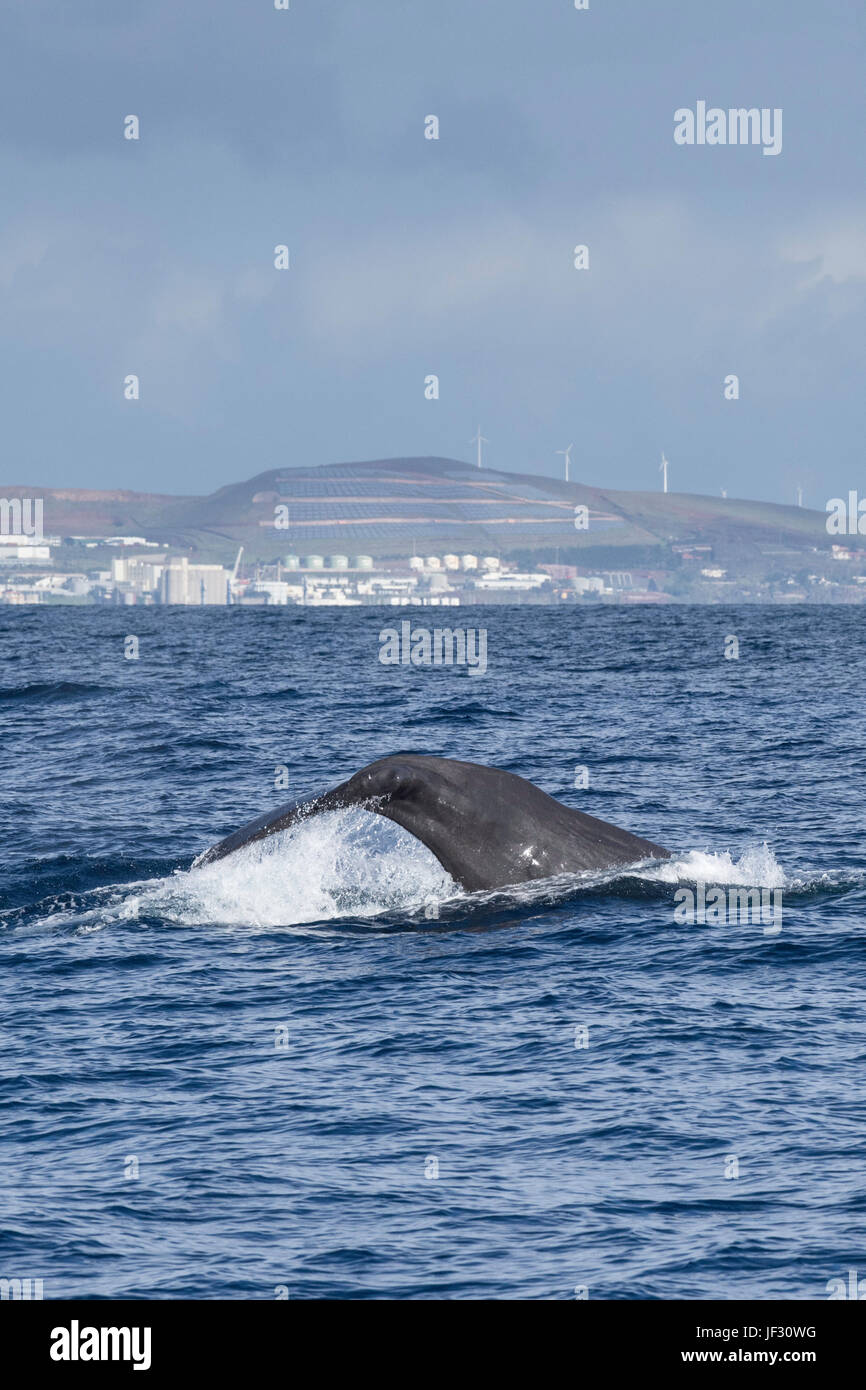 Hembra, cachalote Physeter macrocephalus, o cachalot, fluking delante de Funchal, Madeira, Océano Atlántico Norte Foto de stock