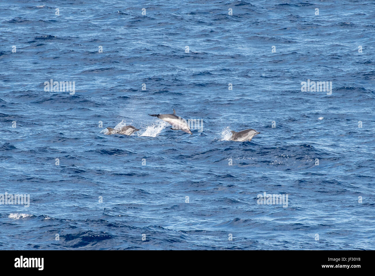 Delfín listado Stenella coeruleoalba, grupo, moviéndose a gran velocidad, 85 millas al sudoeste de la isla de El Hierro, Islas Canarias, norte del Océano Atlántico Foto de stock