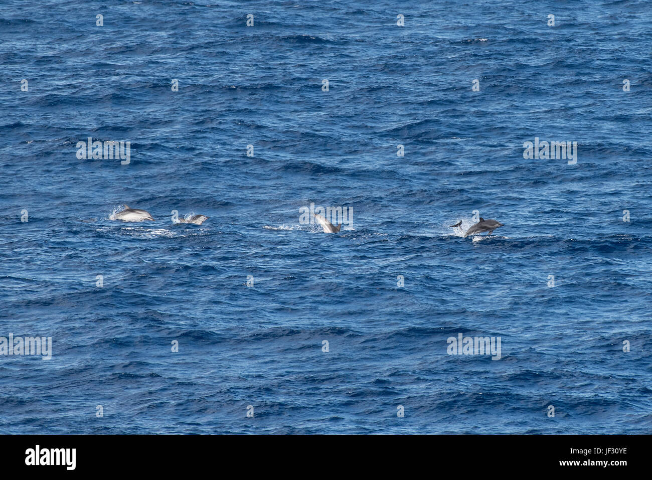 Delfín listado Stenella coeruleoalba, grupo, moviéndose a gran velocidad, 85 millas al sudoeste de la isla de El Hierro, Islas Canarias, norte del Océano Atlántico Foto de stock