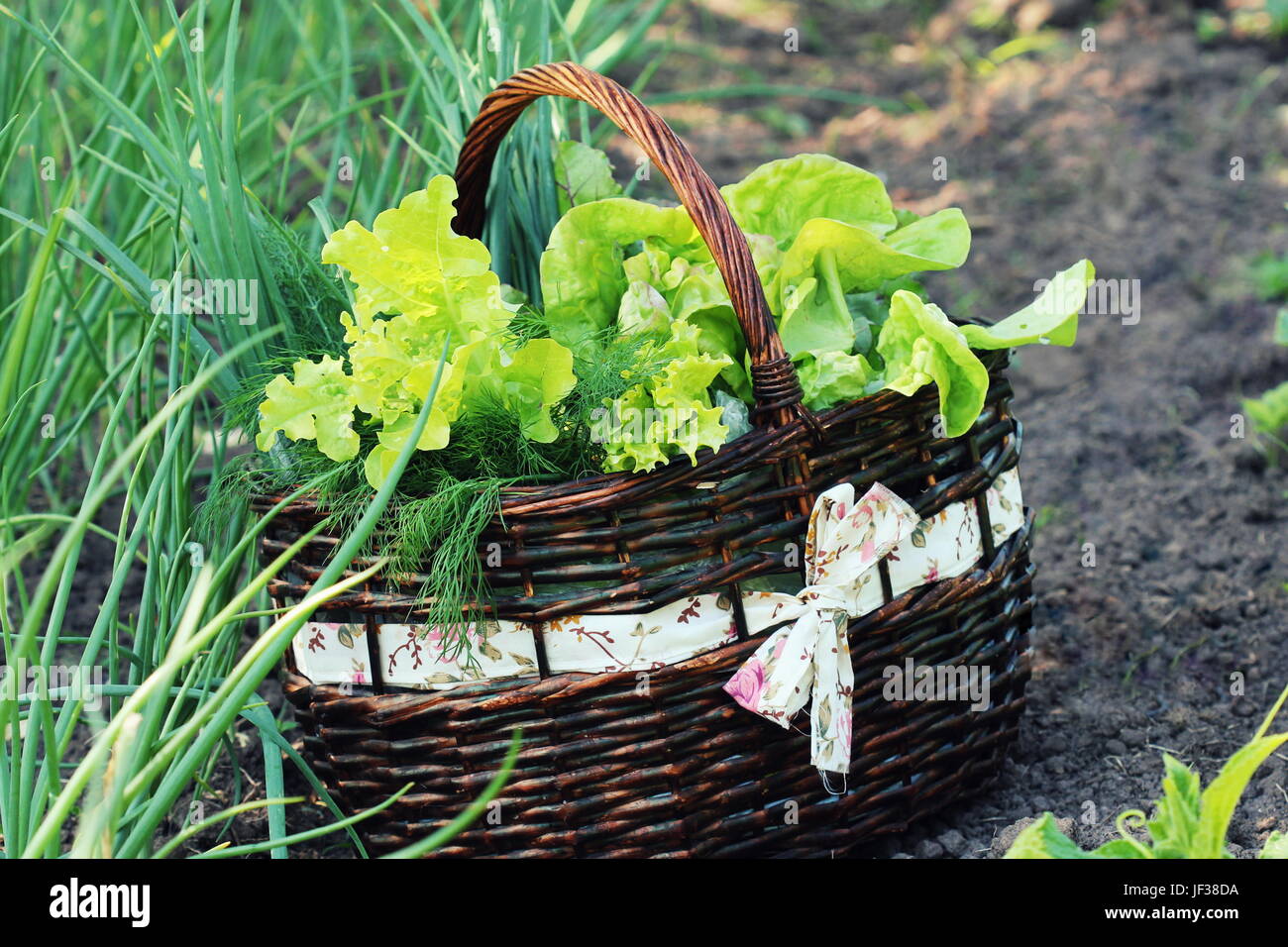 Lechuga en una cesta colocada cerca de una parcela de hortalizas Foto de stock