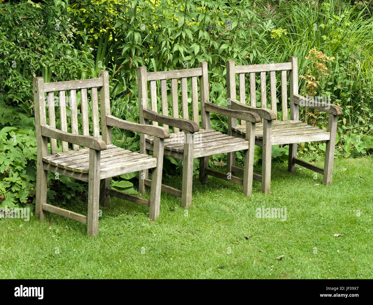 Una fila de tres sillas de jardín de madera vacías sobre un verde césped con arbustos verdes detrás. Foto de stock