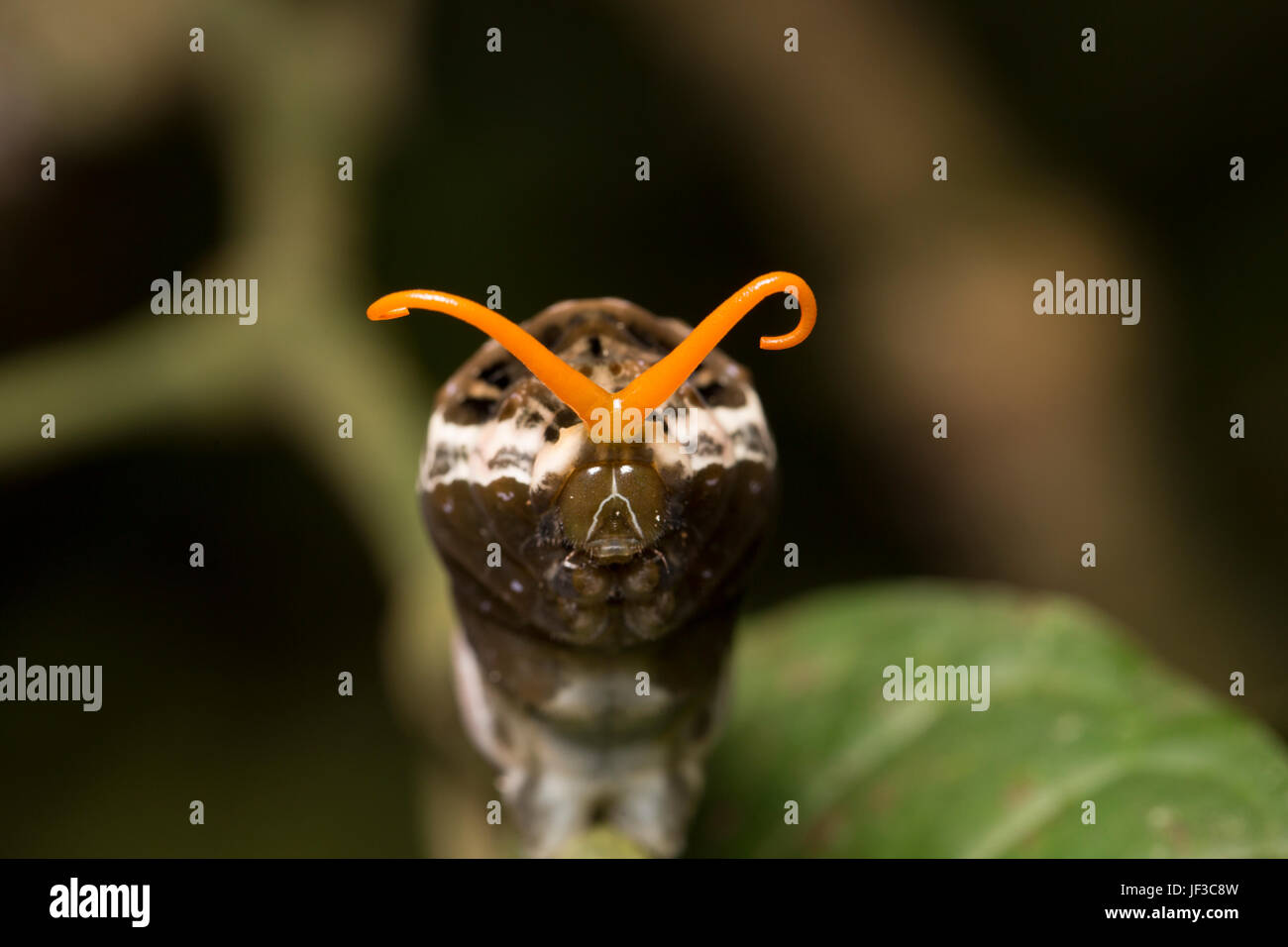 King, especie Papilio thoas, Caterpillar o larva, extendiendo su osmaterium para imitar una lengüeta bifurcada de la serpiente. La Selva, Costa Rica Foto de stock