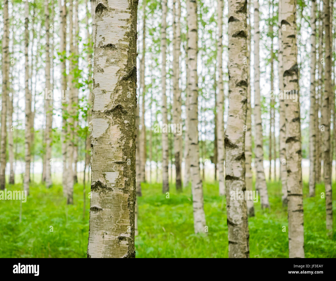 Árboles de abedul Foto de stock