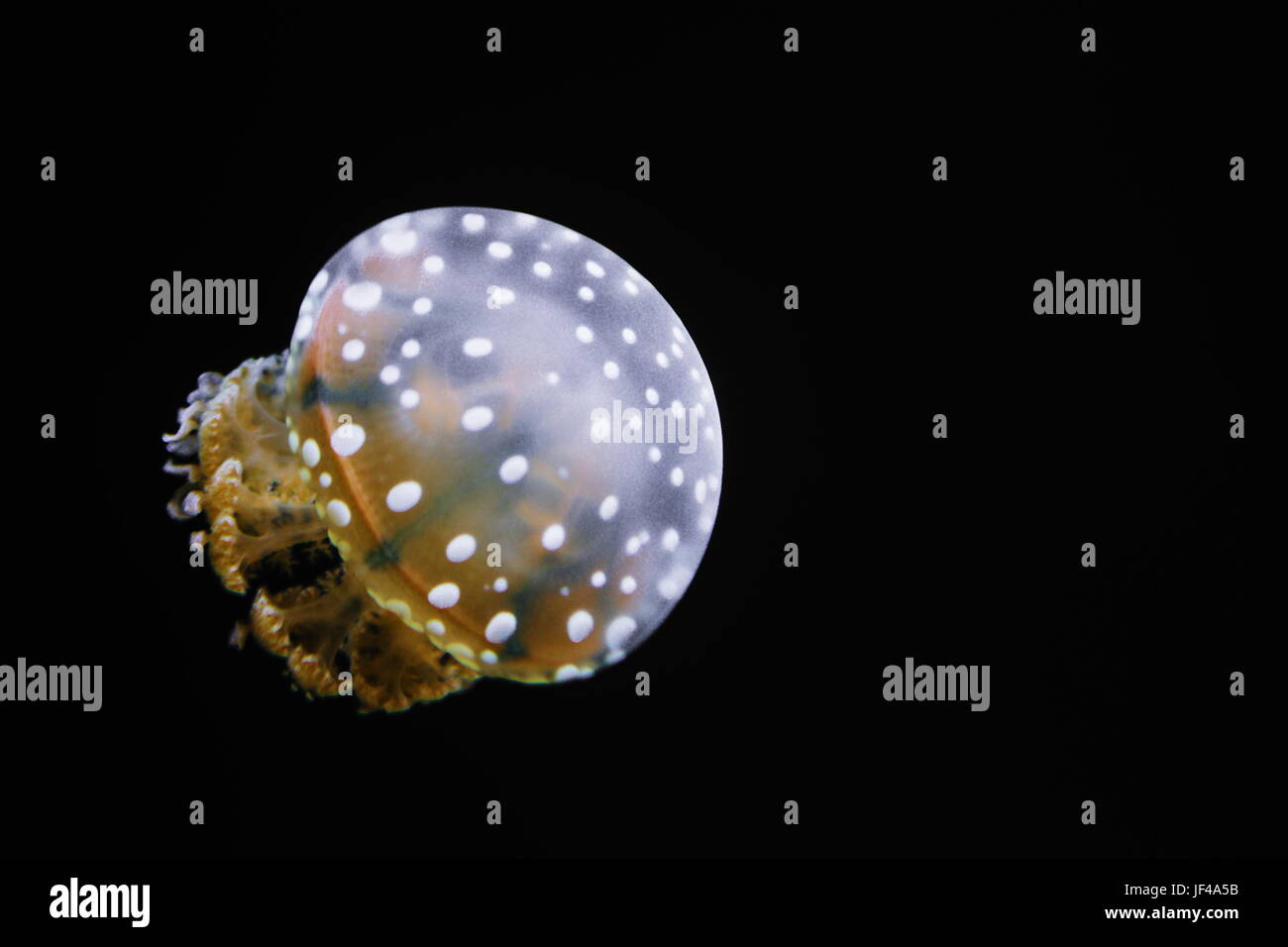 Manchada de Jelly (Mastigias papua) - es una especie de medusas del Indo-Pacífico. En lugar de una sola boca, tienen varios pequeños boca openin Foto de stock