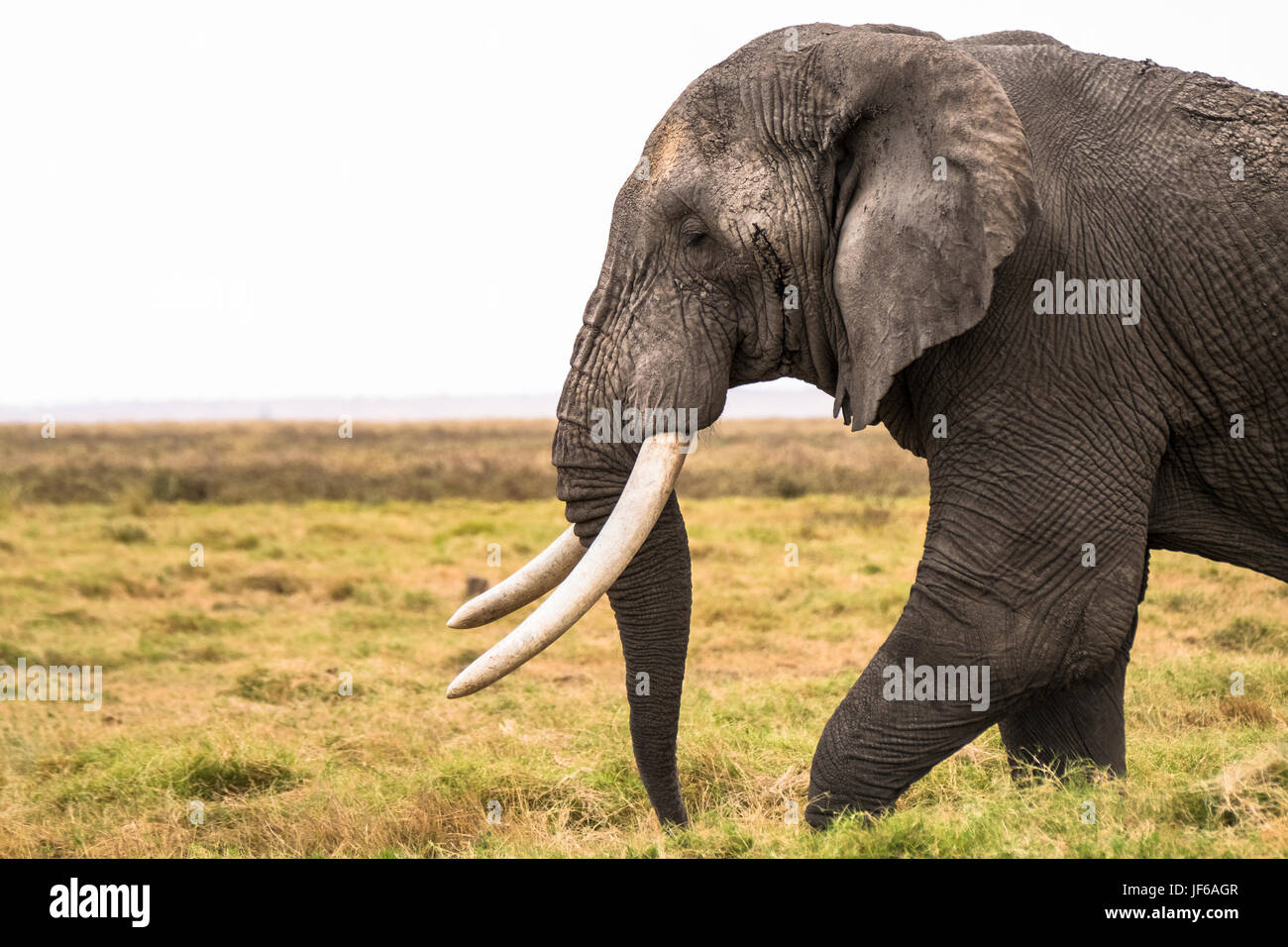 Los elefantes en Kitirua Conservancy, cerca del Parque de Amboseli, Kenia. Foto de stock