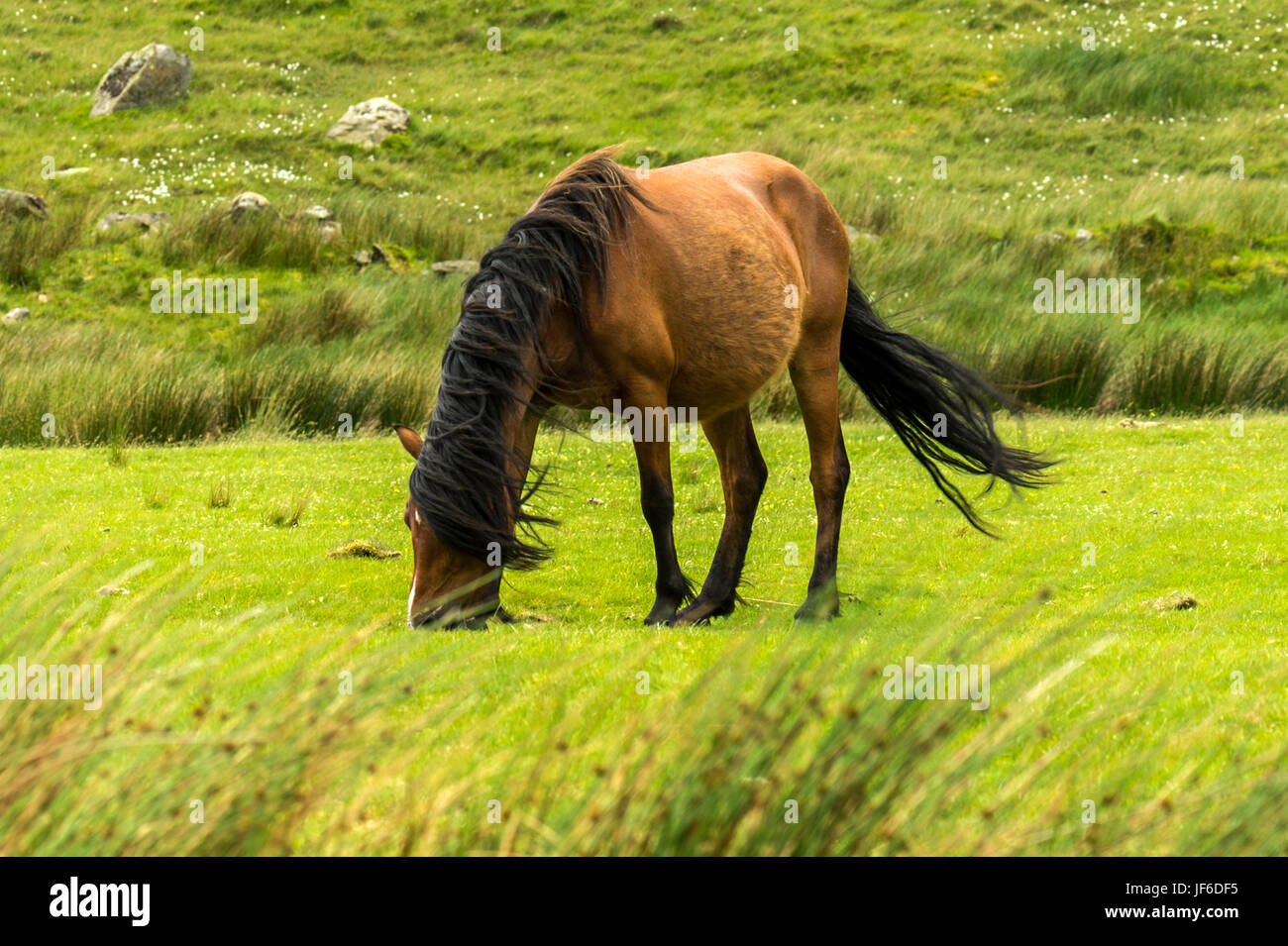 Hermoso Welsh Mountain Pony(s) vagando libre junto Blaen-y-Nant pastos verdes en la península Snowdonian. El norte de Gales Foto de stock