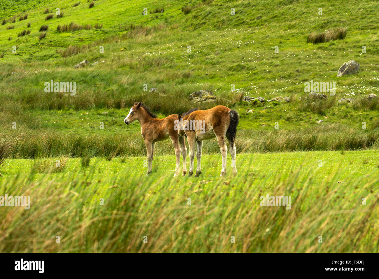 Hermoso Welsh Mountain Pony(s) con el cochinillo potros vagando libre junto Blaen-y-Nant pastos verdes en la península Snowdonian. El norte de Gales Foto de stock