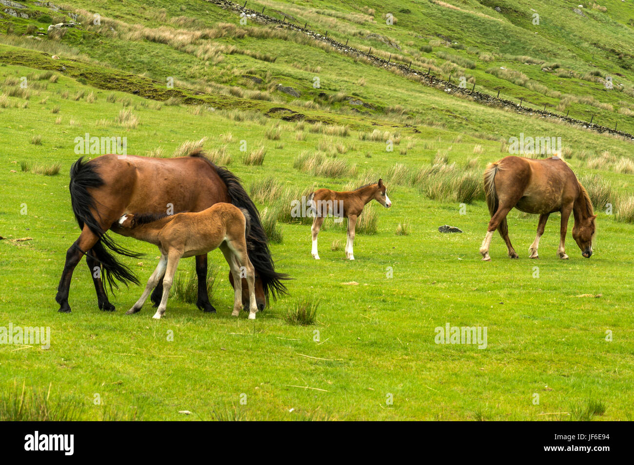 Hermoso Welsh Mountain Pony(s) con el cochinillo potros vagando libre junto Blaen-y-Nant pastos verdes en la península Snowdonian. El norte de Gales Foto de stock