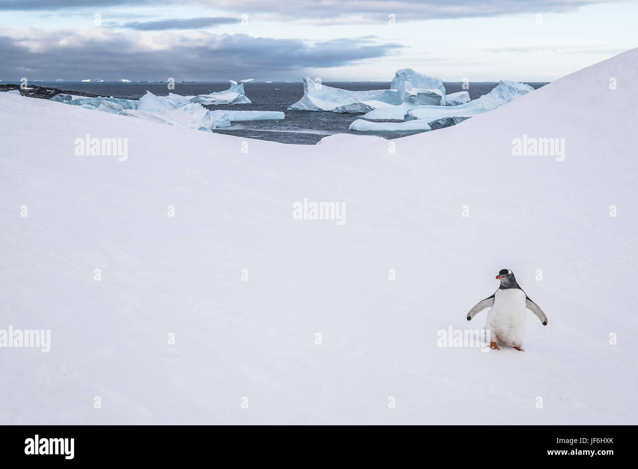 Pingüinos en la Península Antártica, en la Antártida. Foto de stock