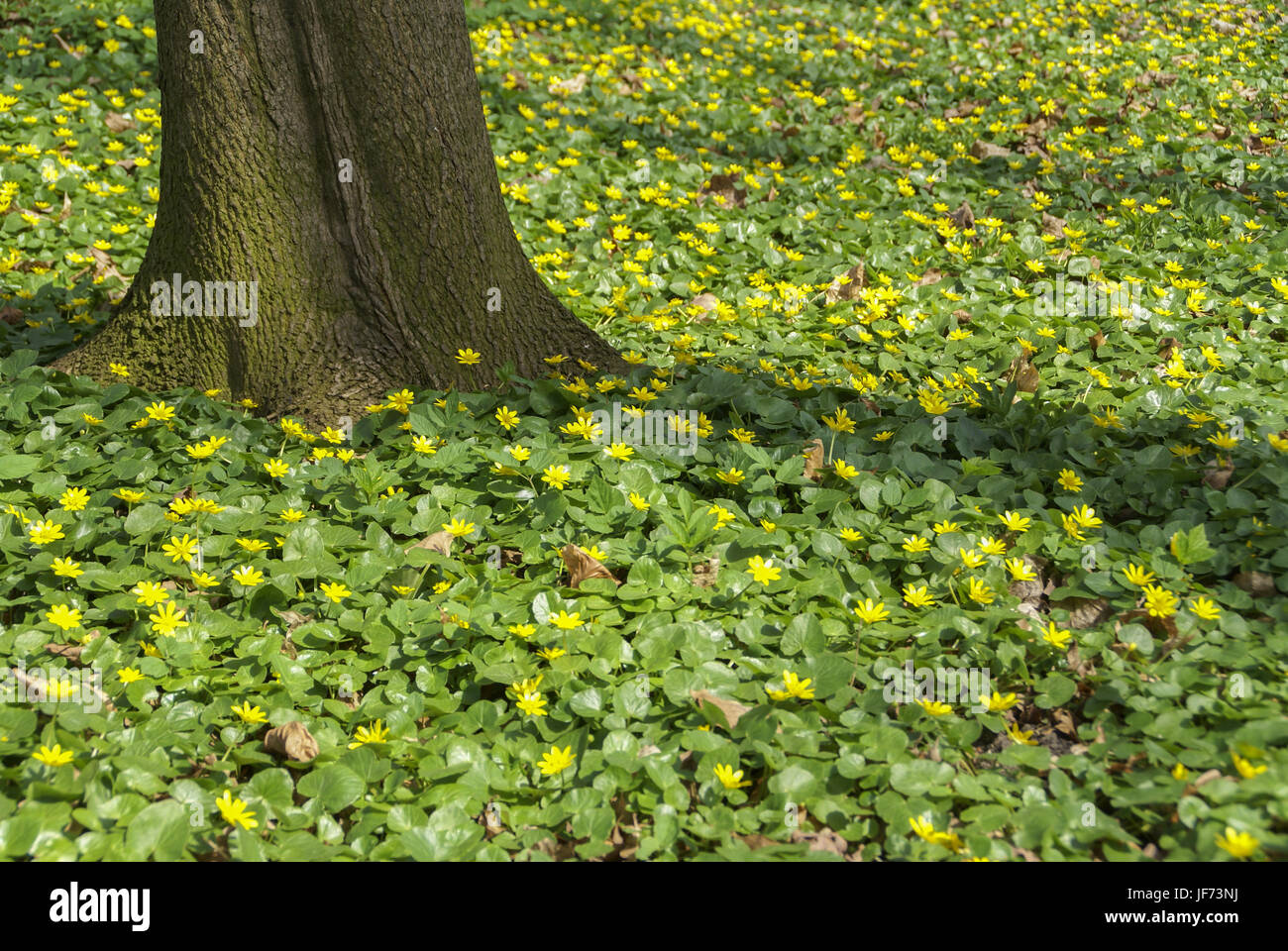 Blooming Celidonia, Nuremberg, Baviera Foto de stock