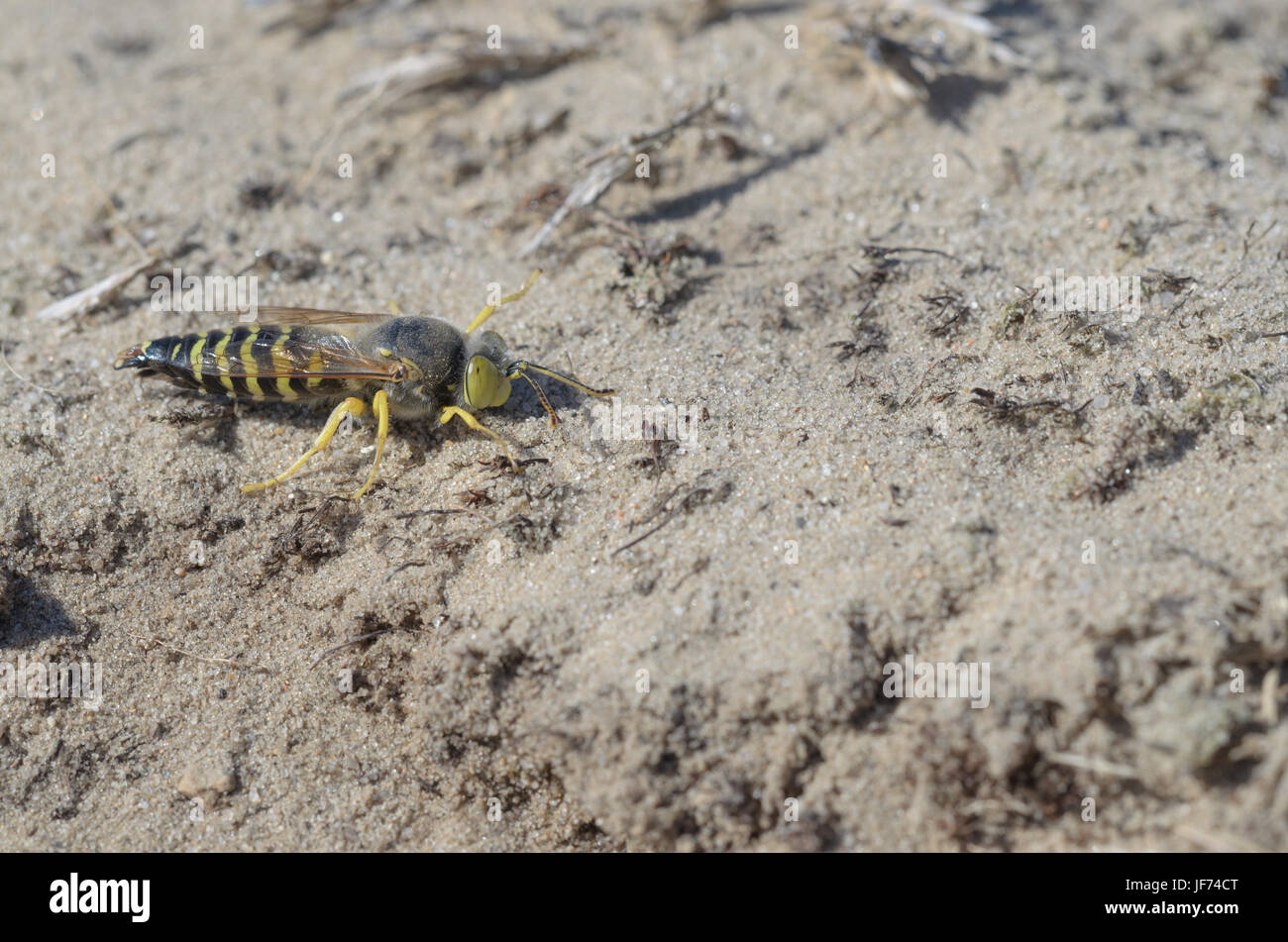 Sand Wasp, hembra, Bembix rostrata Foto de stock