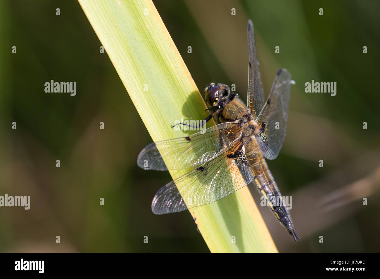 Cuatro-spotted Chaser (Libellula quadrimaculata) dragonfly descansando sobre una planta de tallo Foto de stock