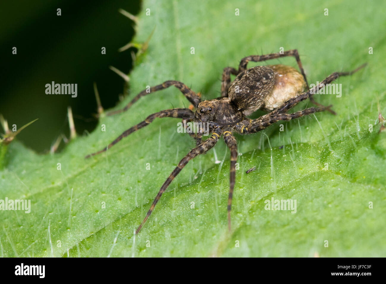 Hembra patas estrechas (o araña lobo Pardosa monticola o p. palustris) llevando un eggsac Foto de stock