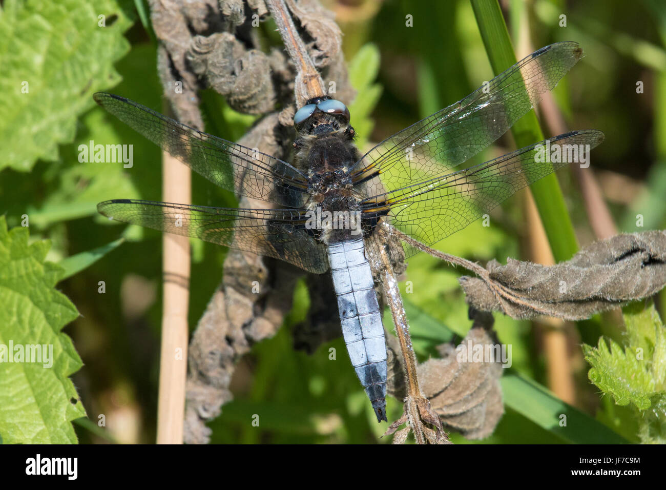 Chaser escasos masculina (Libellula fulva) dragonfly encaramado sobre una planta de tallo muerto Foto de stock