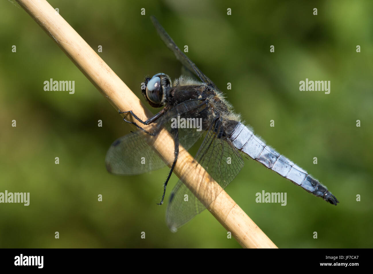 Chaser escasos masculina (Libellula fulva) dragonfly encaramado sobre una planta de tallo muerto Foto de stock