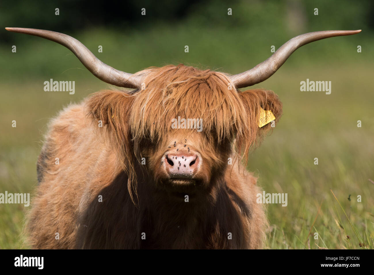 Headshot de Highland vaca (Bos taurus) Foto de stock