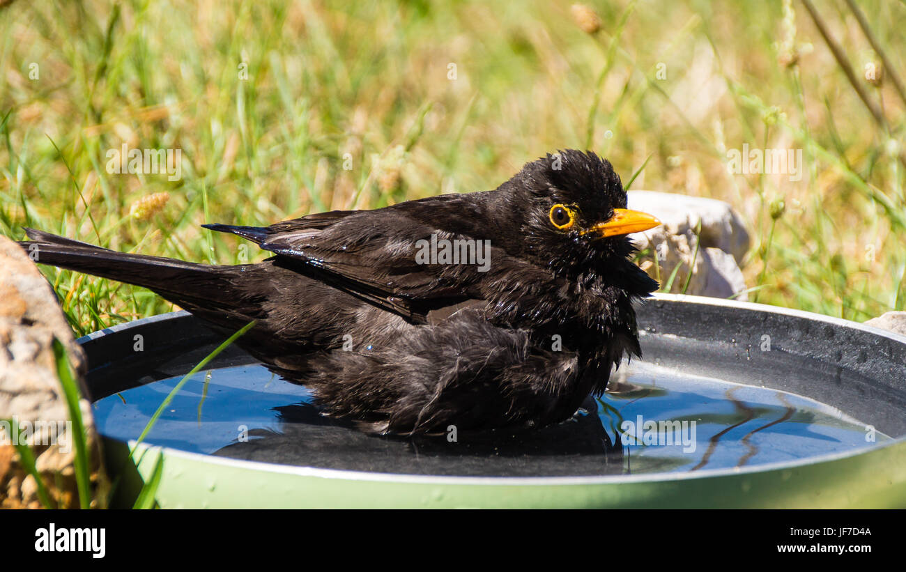 Bañarse en una sartén blackbird Foto de stock