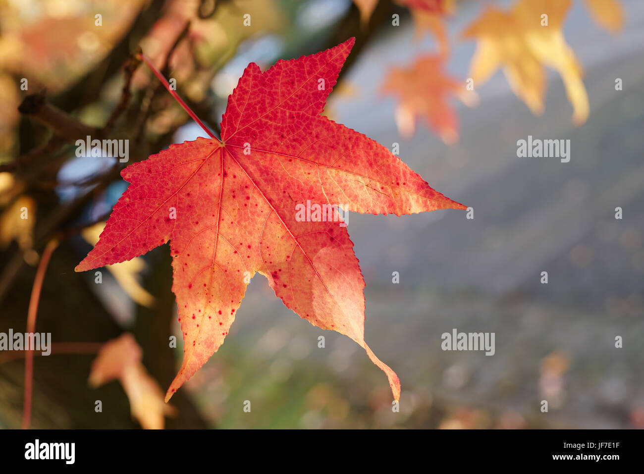 Maple Leaf con coloración de otoño en un parque Foto de stock