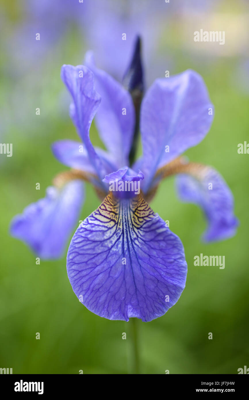 Iris morado fotografías e imágenes de alta resolución - Alamy