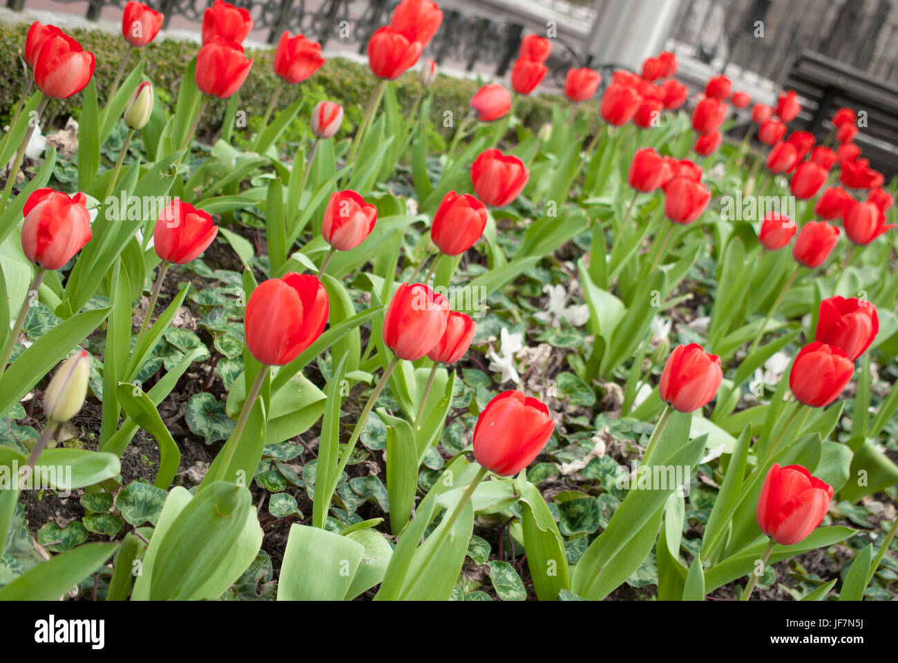 Tulipanes rojos en jardines de Albia, Bilbao, País Vasco Foto de stock