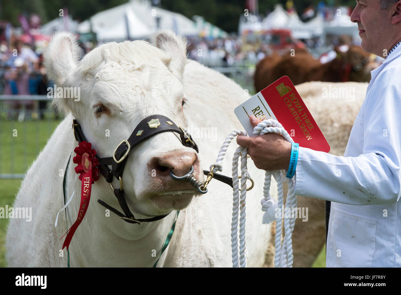 Vaca charolais británica galardonada en un espectáculo agrícola. REINO UNIDO Foto de stock