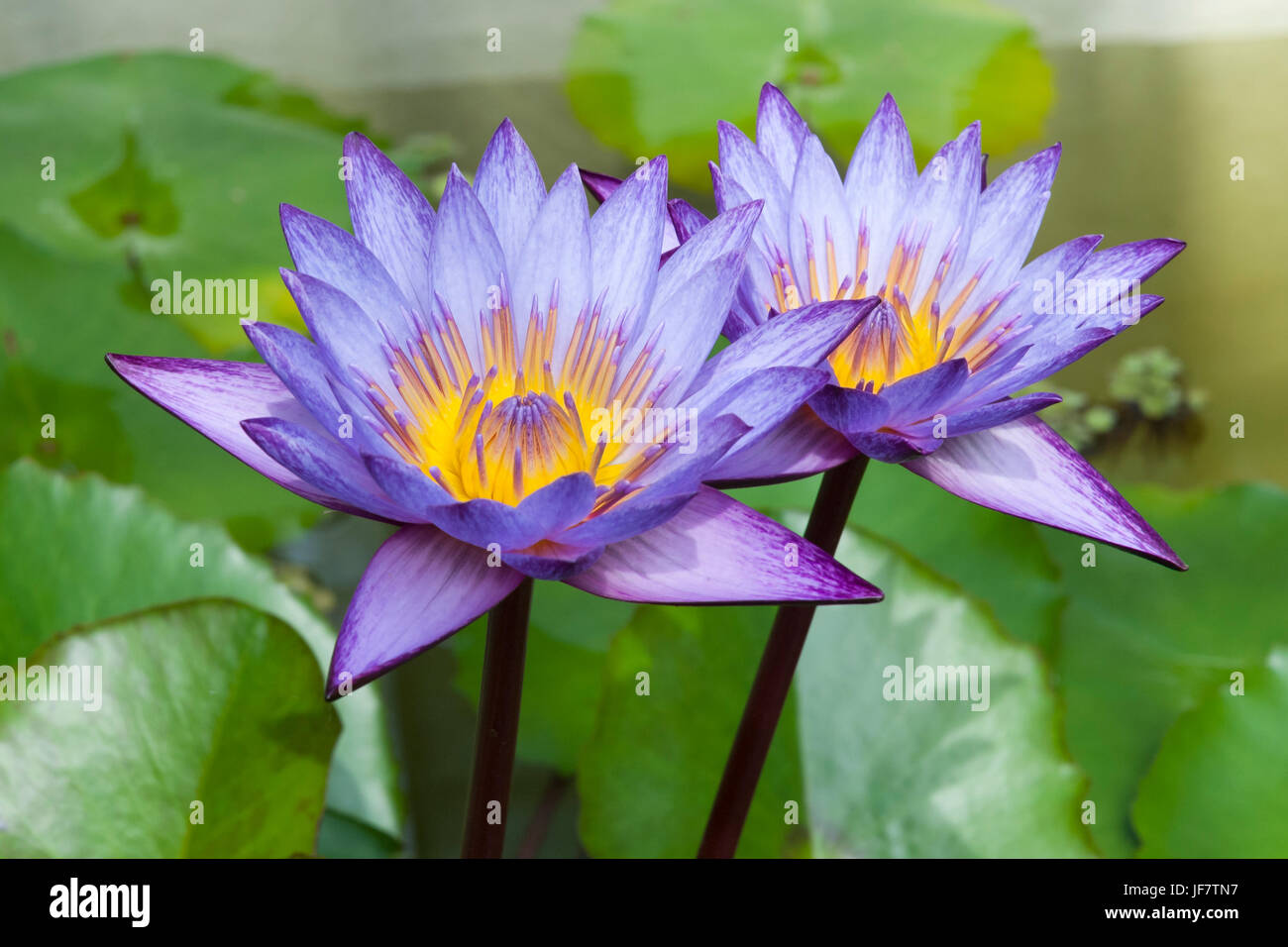 Blue Water Lilies flotando en un estanque. Flores de Loto, nymphaea Foto de stock