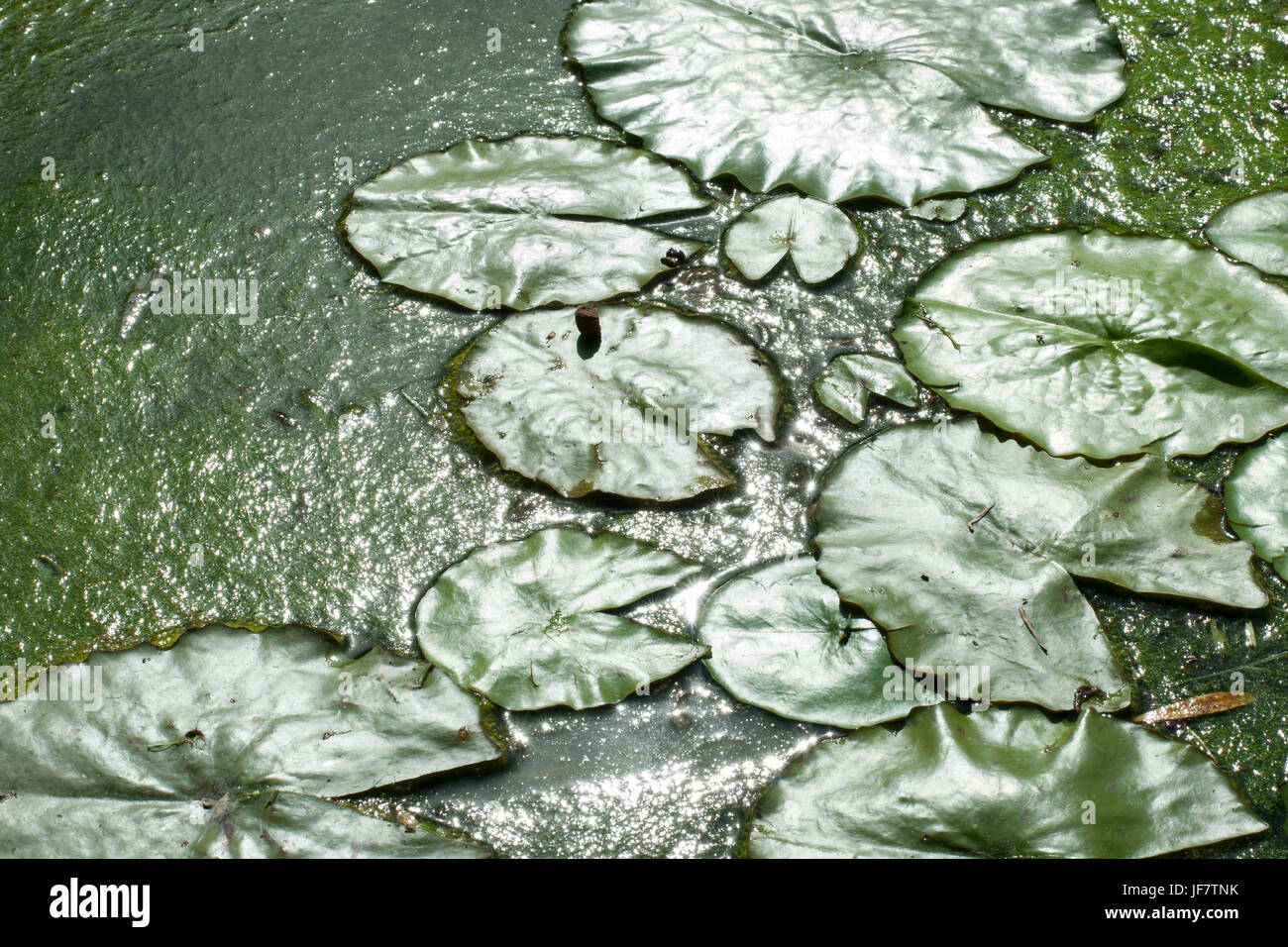 Nymphaea hojas flotando en un estanque. Fondo verde natural Foto de stock