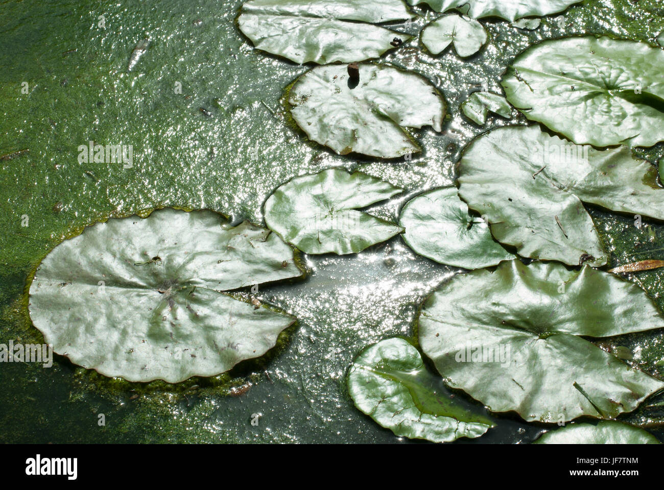 Nymphaea hojas flotando en un estanque. Fondo verde natural Foto de stock