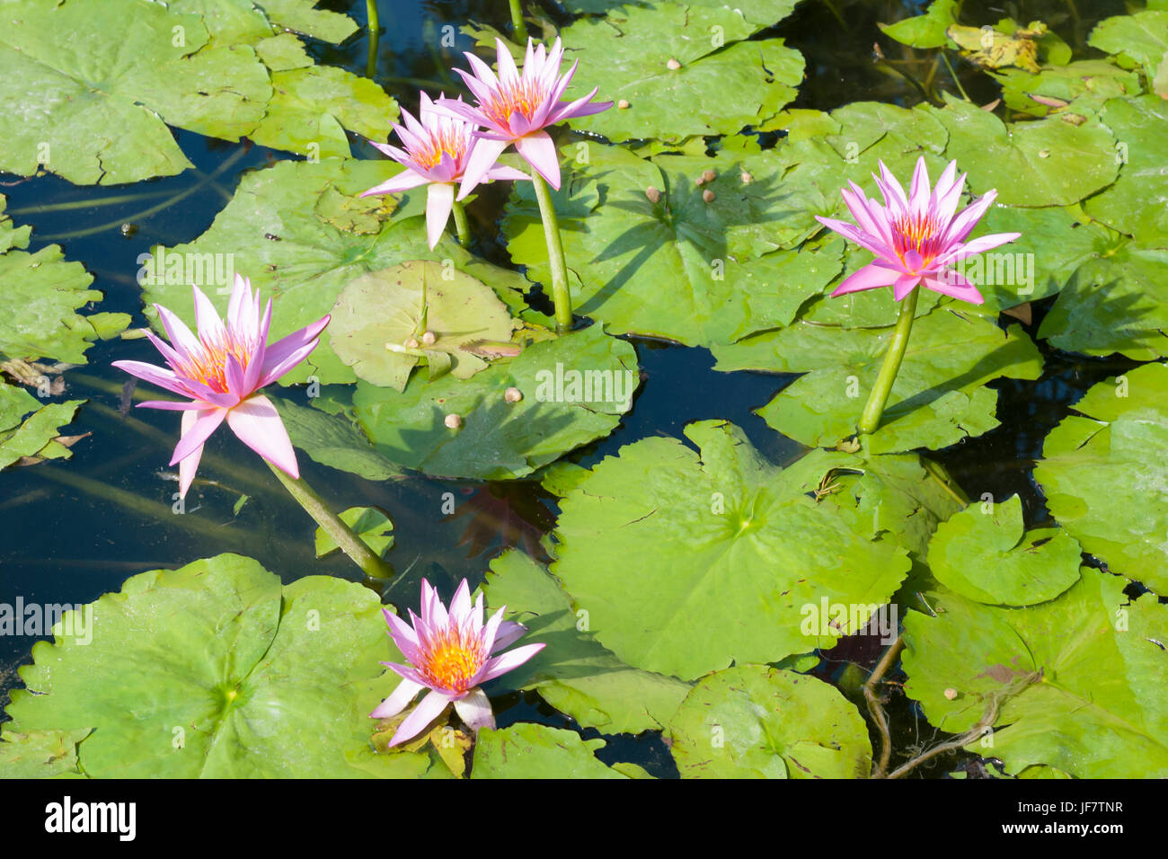 Rosa lirios de agua flotando en un estanque. Flor de Loto, nymphaea Foto de stock