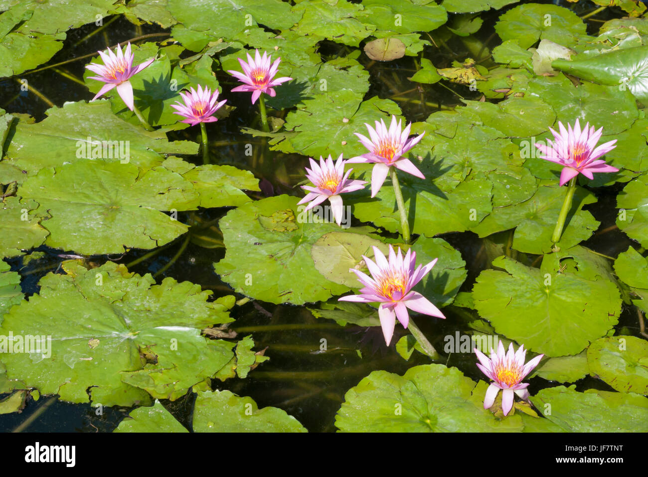 Rosa lirios de agua flotando en un estanque. Flor de Loto, nymphaea Foto de stock