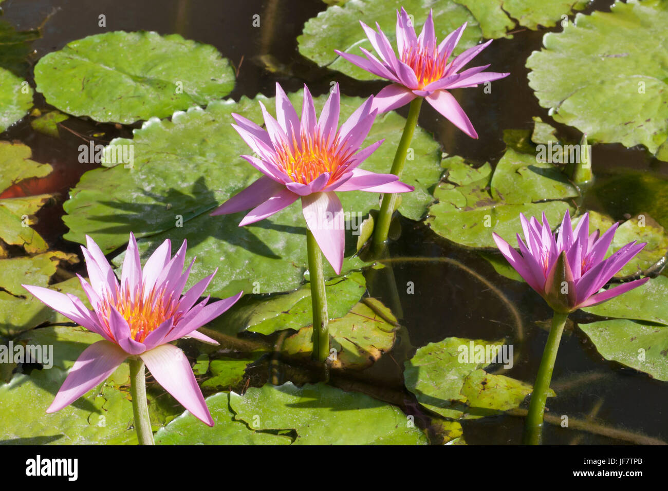 Rosa lirios de agua flotando en un estanque. Flor de Loto, nymphaea Foto de stock