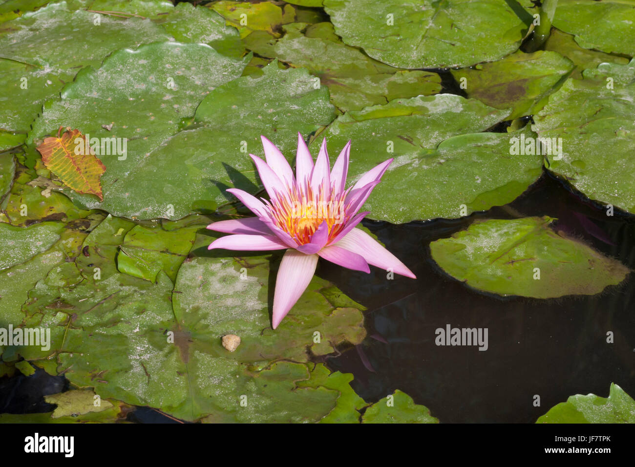 Rosa nenúfar flotando en un estanque. Flor de Loto, nymphaea Foto de stock