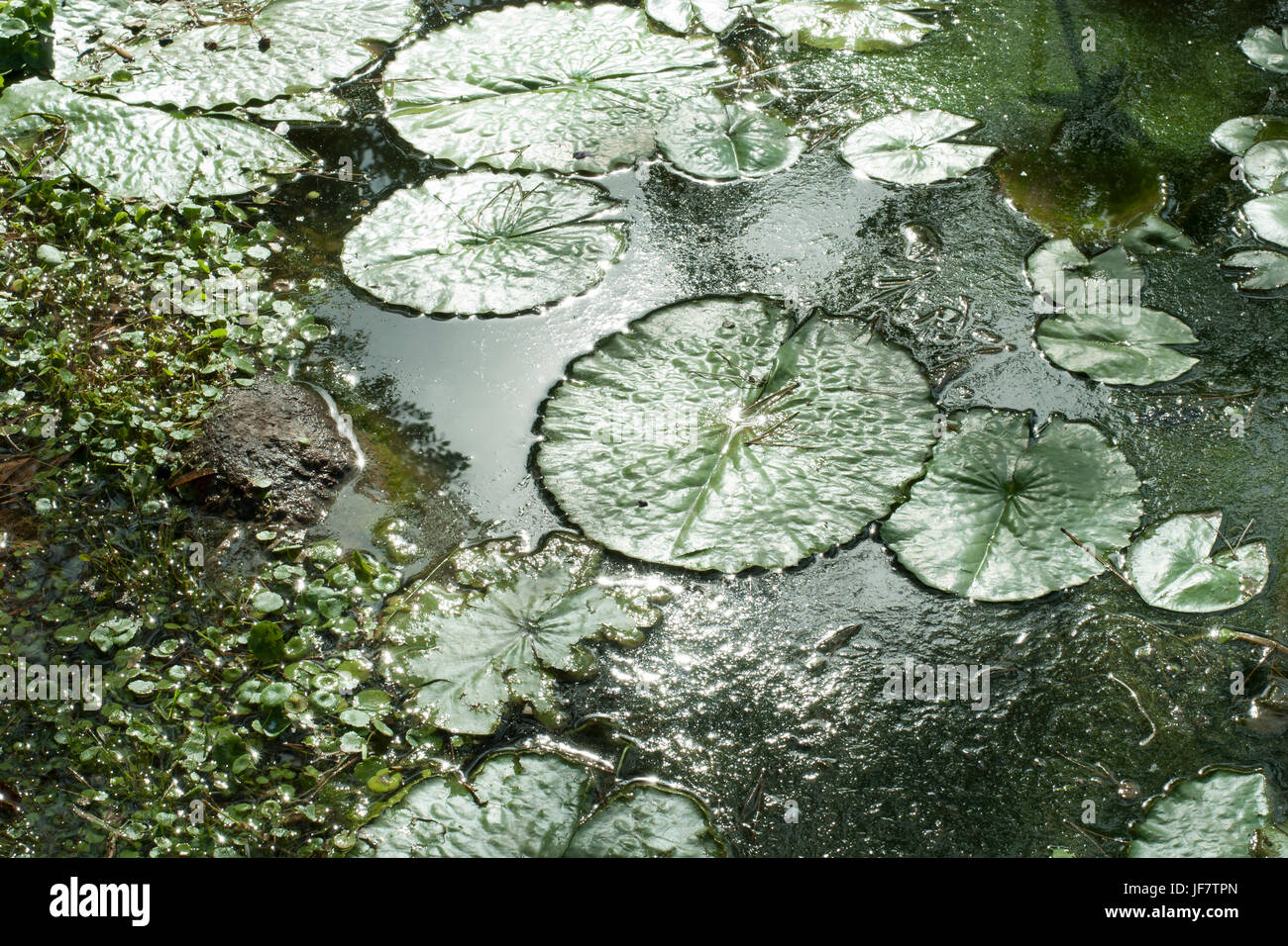 Nymphaea hojas flotando en un estanque. Fondo verde natural Foto de stock