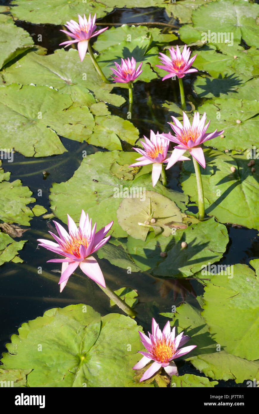 Rosa lirios de agua flotando en un estanque. Flor de Loto, nymphaea Foto de stock