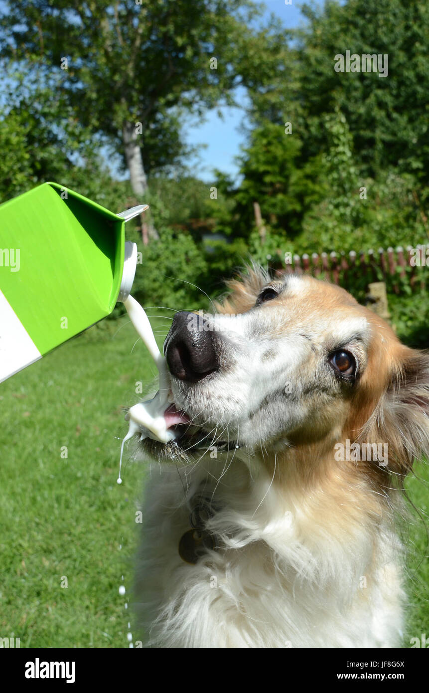 Borzoi perro bebe la leche del biberón. El perro no quiere obtener su nariz húmeda, y curvas a lo lejos para evitar eso. Foto de stock