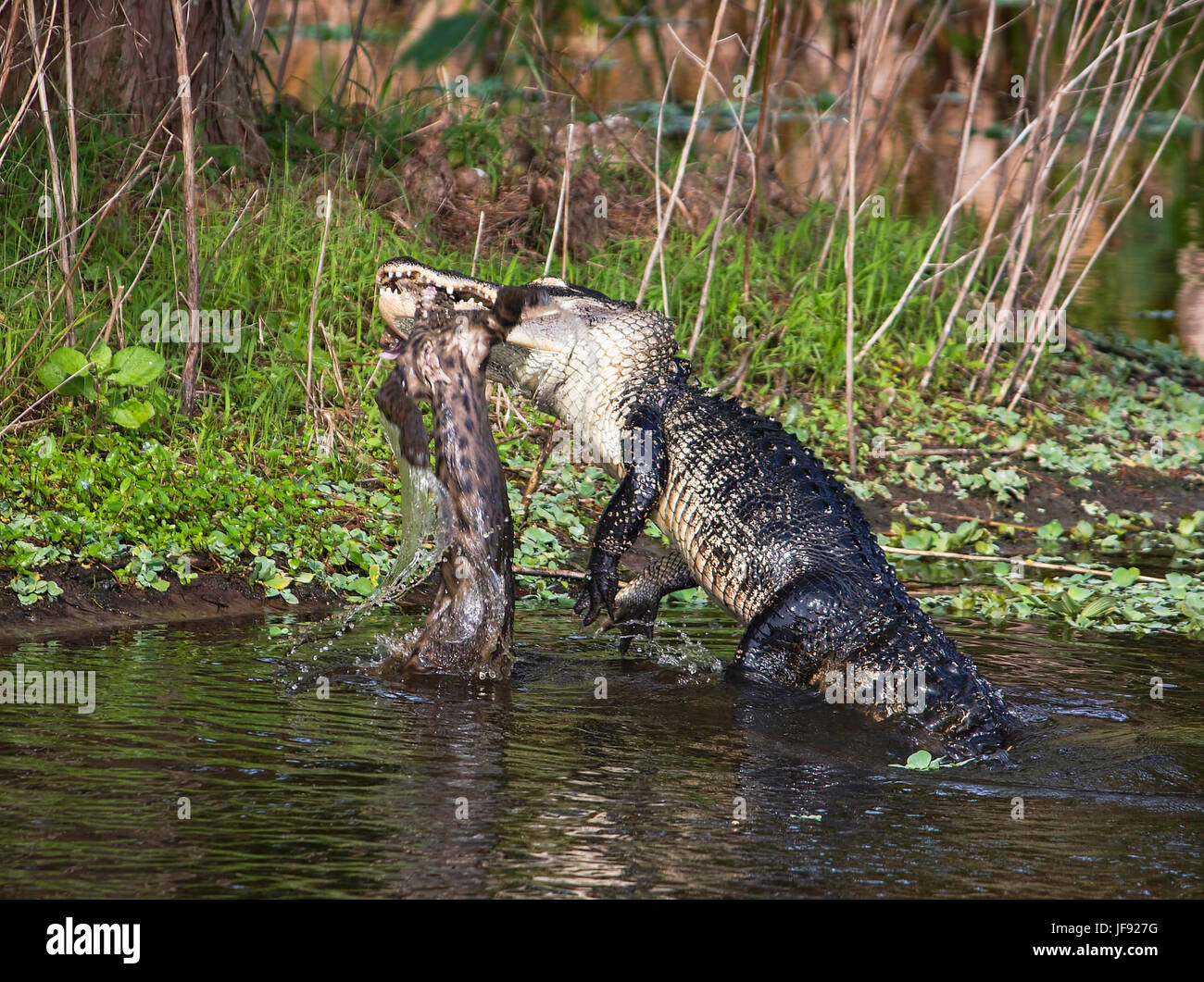El segundo de una serie de 4 imágenes de un cocodrilo atacando y comiendo  un gato montés en los Everglades de Florida Fotografía de stock - Alamy