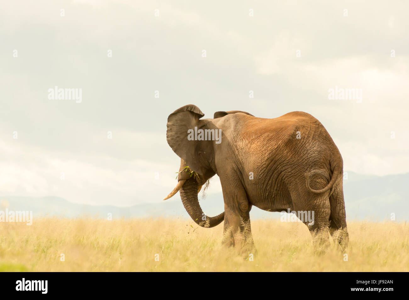 Elefante africano mirando a lo lejos, en el Parque Nacional Tarangire, Tanzania. Comiendo hierba en el campo de gramíneas, soplando suave. Foto de stock