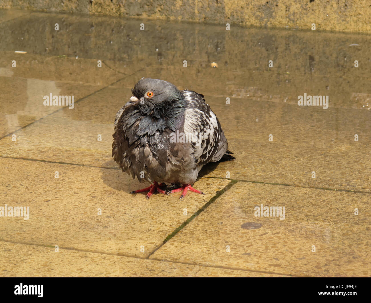La lluvia empapó Glaswegian paloma húmedo Foto de stock
